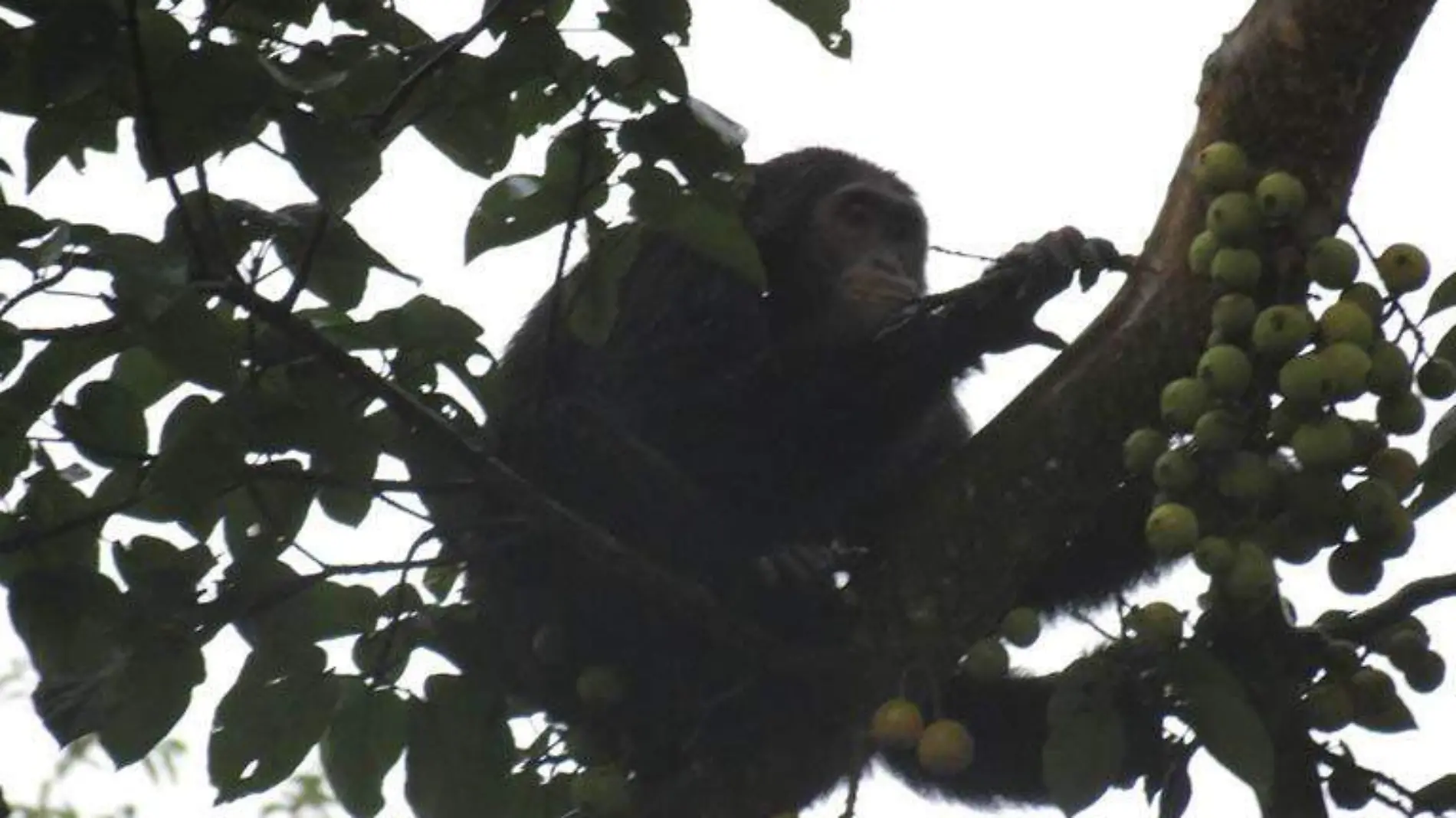 Monos en Veracruz